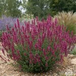 Agastache, Sinning Sonoran Sunset