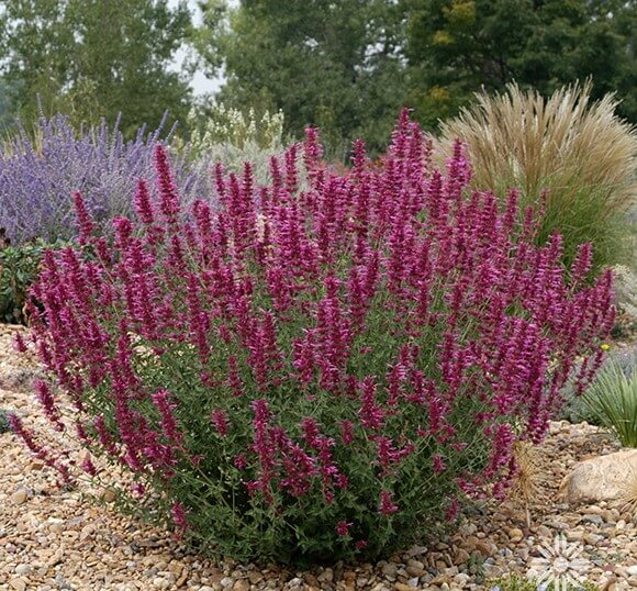 Agastache, Sinning Sonoran Sunset