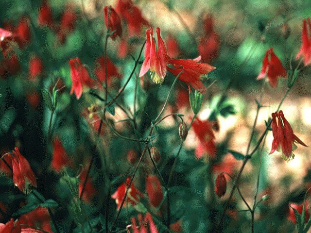 Columbine, Wild