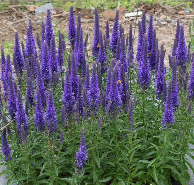 Veronica, Aspire Blue