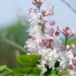 Lilac, Beauty of Moscow