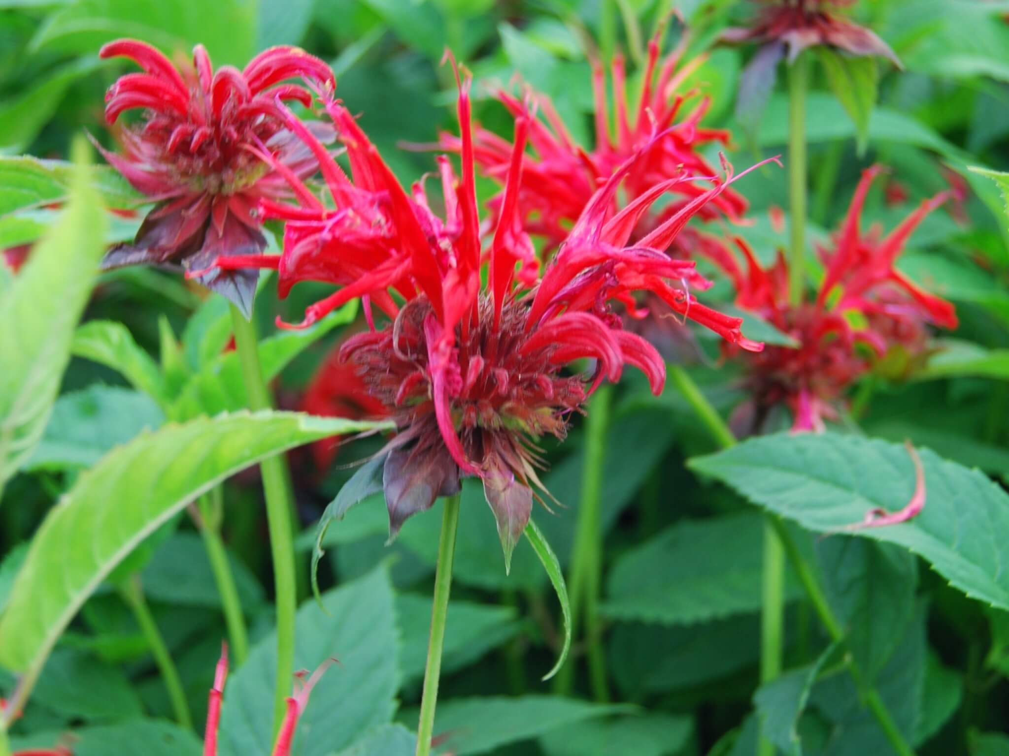 Beebalm, Jacob Cline