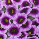 Calibrachoa, Superbells Blue Moon Punch
