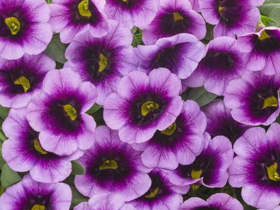 Calibrachoa, Superbells Blue Moon Punch