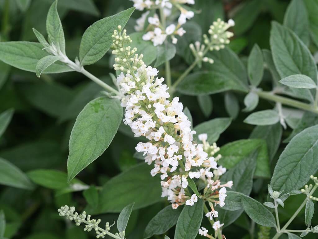 Butterflybush, Lo & Behold Ice Chip