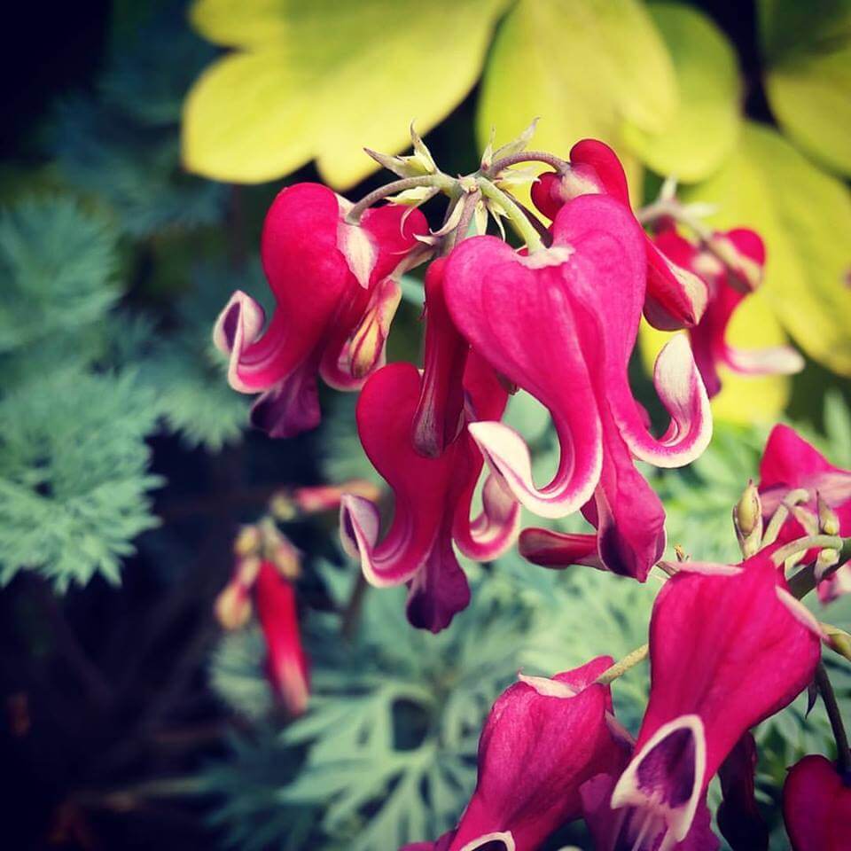 Bleeding Heart, Burning Hearts