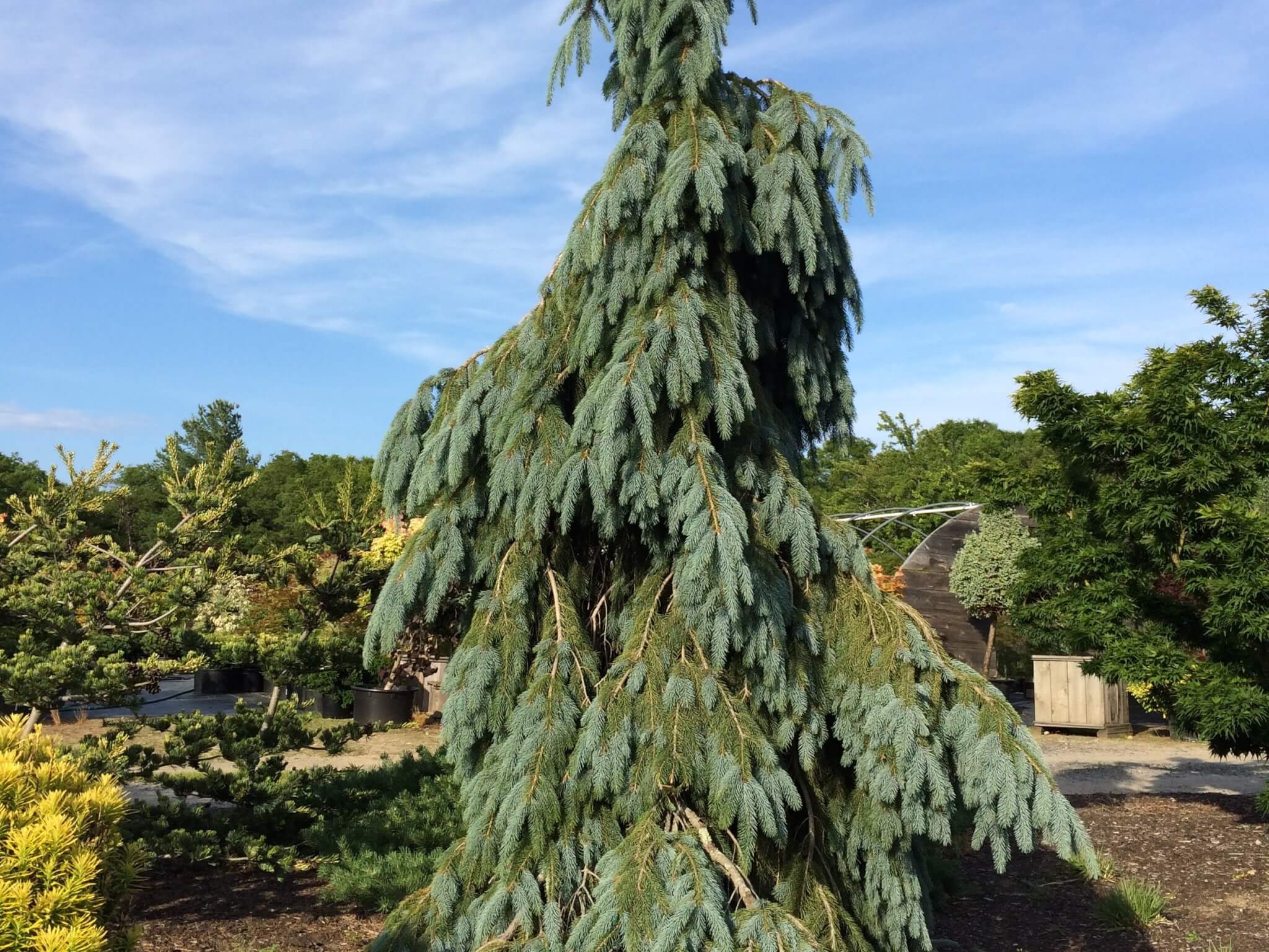 Spruce, Engelmann Bush’s Lace