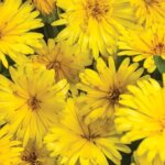 Calendula, Ladu Godiva Yellow