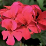 Geranium, Caliente Hot Coral