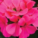 Geranium, Caliente Rose