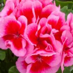 Geranium, Calliope Large Rose Mega Splash