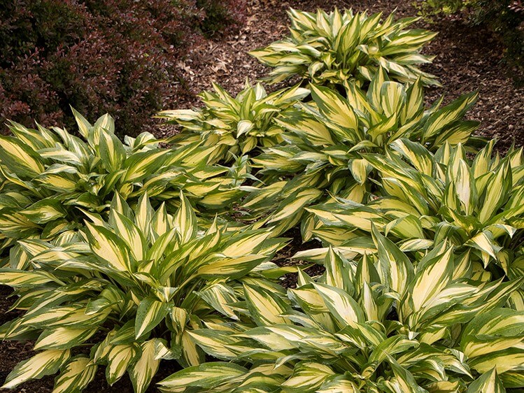Hosta, Cherry Berry