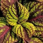 Coleus, Fishnet Stockings
