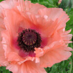 Poppy, Oriental Coral Reef
