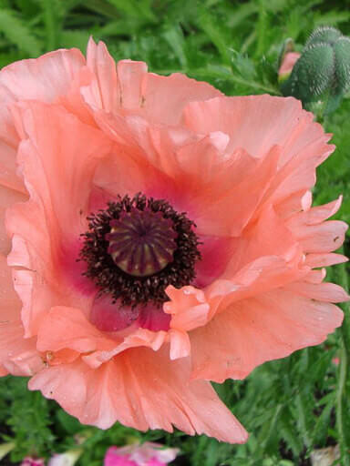 Poppy, Oriental Coral Reef