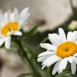 Daisy, Exhibition