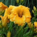 Daylily, Elegant Explosion