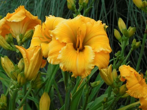 Daylily, Elegant Explosion