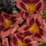 Daylily, Just Plum Happy