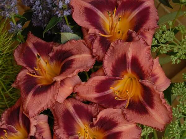 Daylily, Just Plum Happy