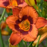 Daylily, Mighty Chestnut