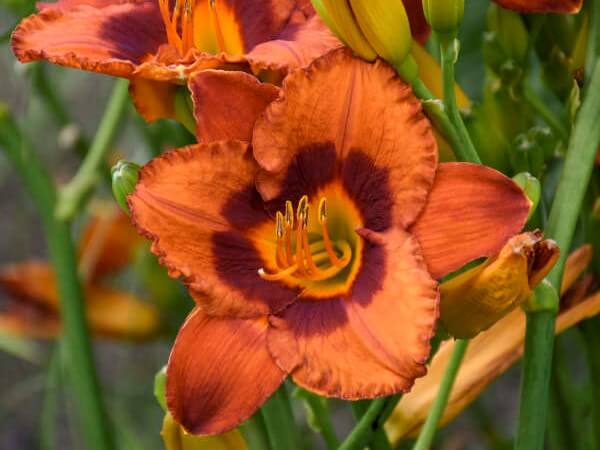 Daylily, Mighty Chestnut