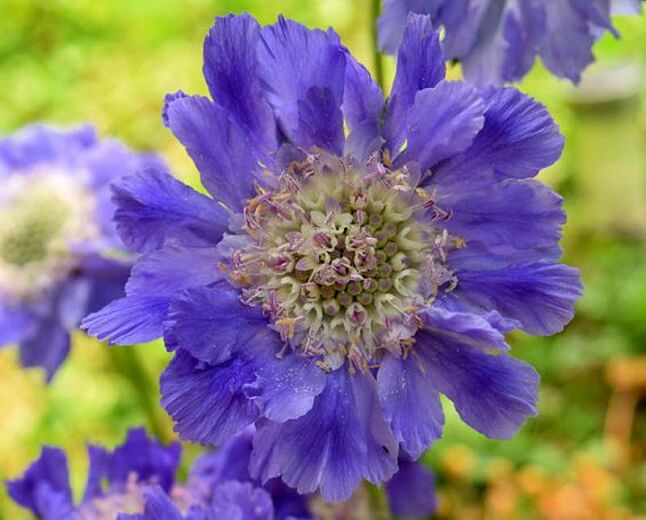 Pincushion Flower, Deep Ocean Blue