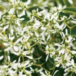 Euphorbia, Diamond Frost