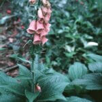 Foxglove, Mertonensis