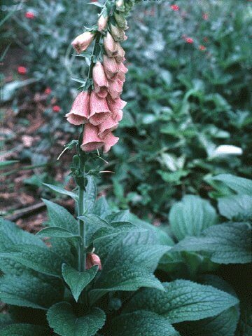 Foxglove, Mertonensis