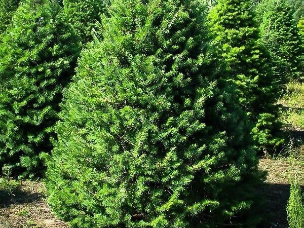 Douglasfir