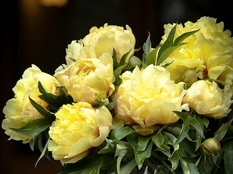 Peony, Itoh Duchesse de Lorraine