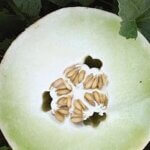 Melon, Cantaloupe Honeydew