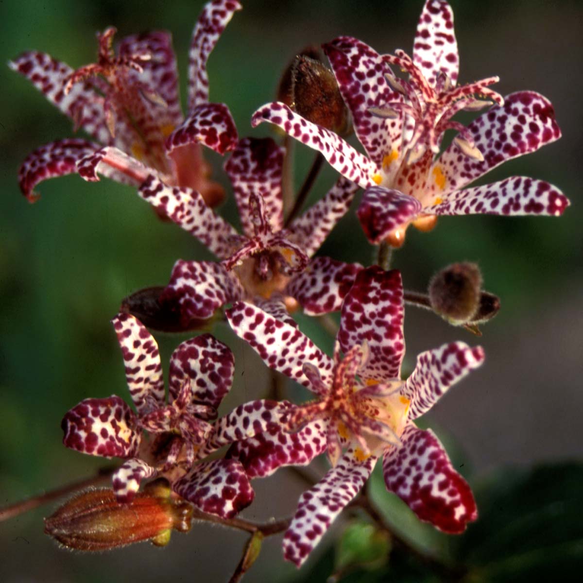 Toad Lily, Empress