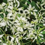 Euphorbia, Diamond Snow