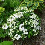 Hydrangea, Cascade Fairytrail Bride