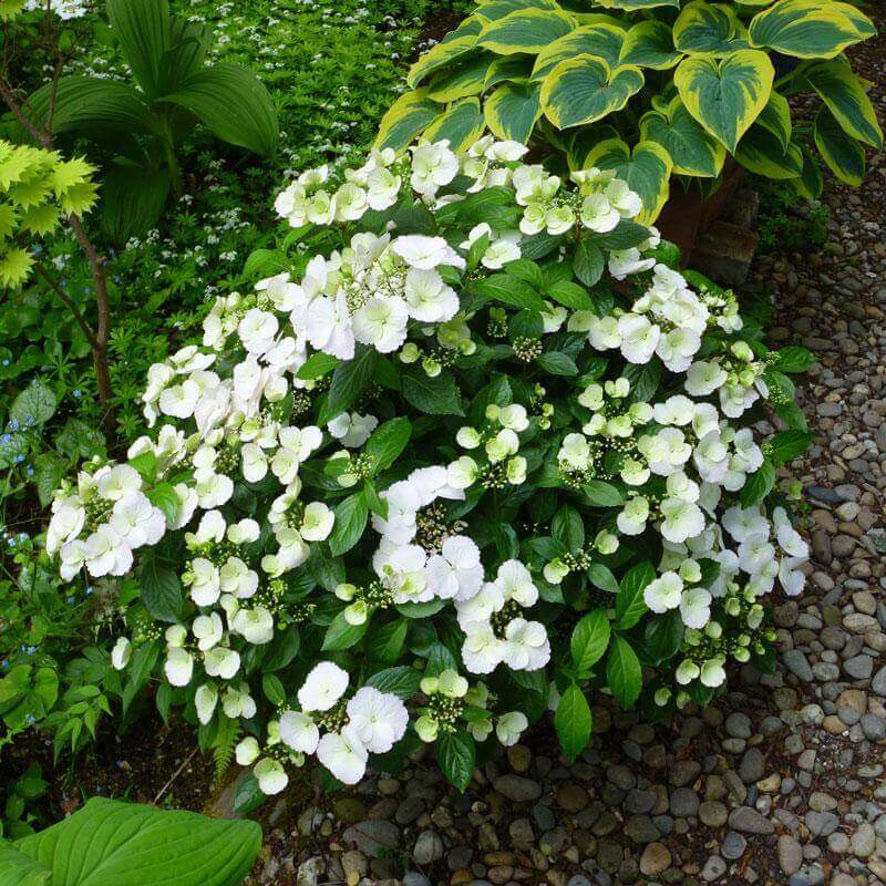 Hydrangea, Cascade Fairytrail Bride