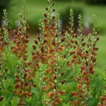 False Indigo, Cherries Jubilee