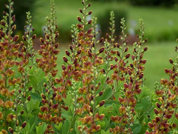 False Indigo, Cherries Jubilee