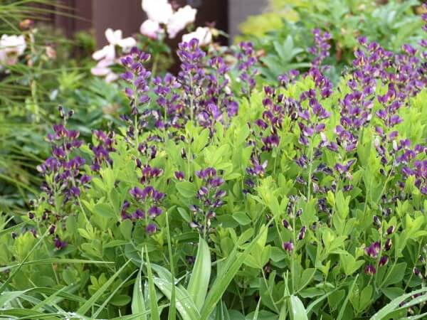 False Indigo, Grape Taffy