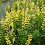 False Indigo, Lemon Meringue