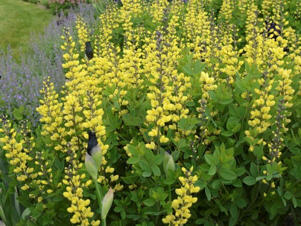 False Indigo, Lemon Meringue