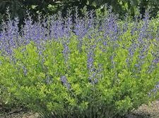 Indigo, Blue