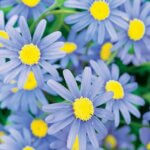Felicia, Cape Town Blue