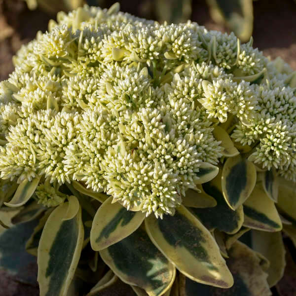 Sedum, Frosted Fire