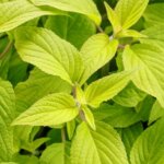 Salvia, Rockin Golden Delicious