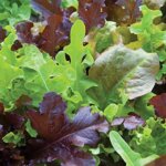 Lettuce, Gourmet Blend