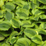 Hosta, Grand Tiara