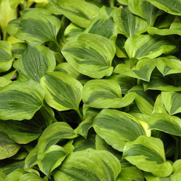 Hosta, Grand Tiara