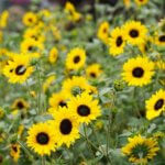 Helianthus, Suncredible Yellow Sunflower